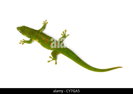 Madagaskar Taggecko auf weißem Hintergrund. Stockfoto