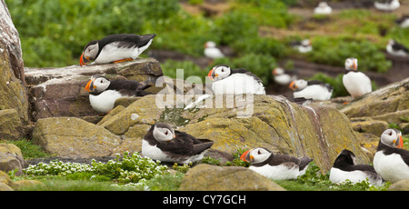 Eine Gruppe von Papageientauchern schützt vor windigen Wetter, UK Stockfoto