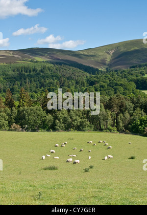 Gemischte Ackerland in den Scottish Borders Stockfoto