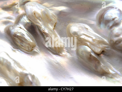 Nahaufnahme von innen Abalone-Muschel. Stockfoto