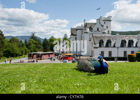 Fasan entspannend vor Blair Castle in schottischen Stadt von Blair Atholl, Perthshire, Schottland Stockfoto