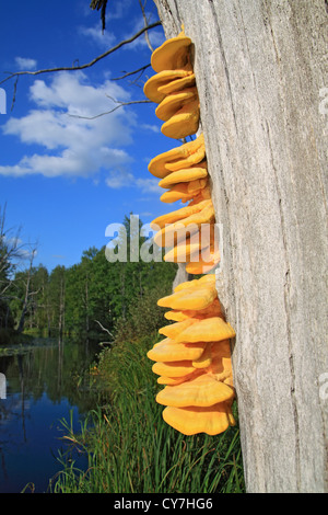 gelbe Pilze auf trockenen Baum Stockfoto