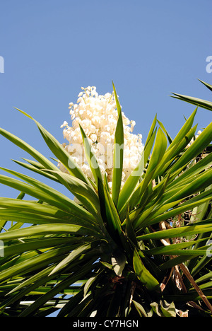 Yucca aloifolia Stockfoto