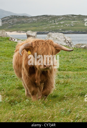 Highland Kuh. Insel Lewis, Äußere Hebriden, Schottland Stockfoto