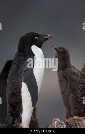 Adelie Penguin (Pygoscelis Adeliae) Fütterung eine downy Küken an eine Verschachtelung Kolonie auf Paulet Island, Antarktis. Stockfoto