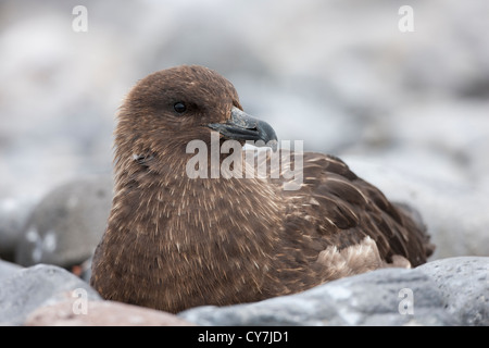 Braune Skua (Stercorarius Antarcticus Lonnbergi), subantarktischen Unterart, ruht auf Paulet Island, Antarktis. Stockfoto