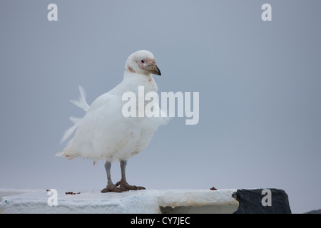 Verschneiten Scheidenschnabel (Chionis Albus) auf die Professor Multanovski thront verankert vor Paulet Island, Antarktis. Stockfoto