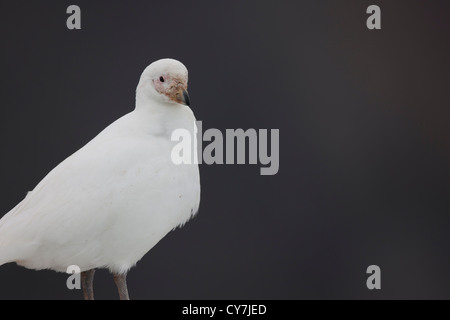 Verschneiten Scheidenschnabel (Chionis Albus) auf die Professor Multanovski thront verankert vor Paulet Island, Antarktis. Stockfoto