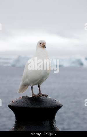 Verschneiten Scheidenschnabel (Chionis Albus) auf die Professor Multanovski thront verankert vor Paulet Island, Antarktis. Stockfoto