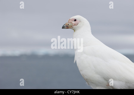 Verschneiten Scheidenschnabel (Chionis Albus) auf die Professor Multanovski thront verankert vor Paulet Island, Antarktis. Stockfoto