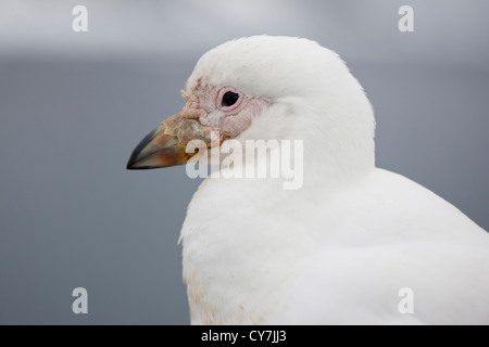 Verschneiten Scheidenschnabel (Chionis Albus) auf die Professor Multanovski thront verankert vor Paulet Island, Antarktis. Stockfoto