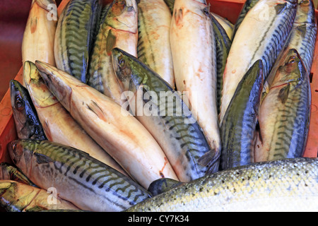 große Fische auf ländlichen Markt Stockfoto