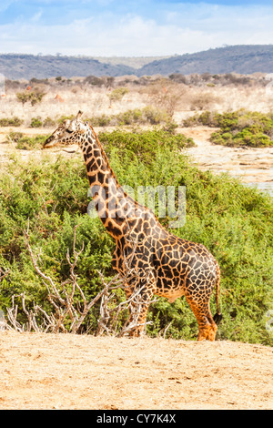 Kenia, Tsavo East National Park. Kostenlose Giraffe im Abendlicht. Stockfoto