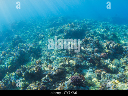 Korallenriff Unterwasser in Hawaii Stockfoto