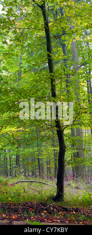 Junge Buche Baum in einem Mischwald (Buche, Hainbuche und Eiche), nebliger Tag, Herbst, Saarland / Deutschland Stockfoto