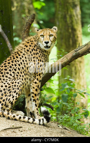 Gepard oder Acinonyx Jubatus sitzen unter Bäumen Stockfoto