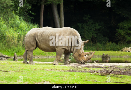 Breitmaulnashorn oder Ceratotherium Simum - größte Rhinoceros - Artenschutz Stockfoto