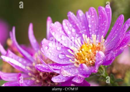 New York Aster oder Bergaster mit Wassertropfen, die Blüte in der Herbstsonne Stockfoto