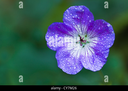 Blaue Geranie oder Storchschnabel Blüte in Nahaufnahme an regnerischen Tag im Herbst Stockfoto