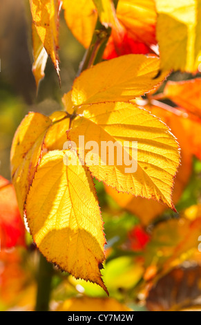 Bunte Brambleberry hinterlässt auf sonnigen Oktobertag im Herbst Stockfoto