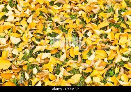 Hintergrund der gelben gefallenen Elm lässt Gras im Herbst Stockfoto