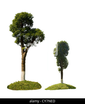 Grüne Bäume isoliert auf weiss Stockfoto