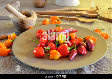 Schöne und farbige Chilischoten auf Holzsockel Stockfoto