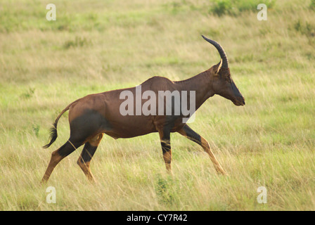 Roan Antilope (Hippotragus Spitzfußhaltung) fotografiert auf der Queen Elizabeth National Park, Ishasha Sektor, Uganda Stockfoto