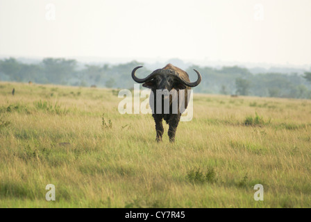 Afrikanische Büffel AKA Kaffernbüffel (Syncerus Caffer) fotografiert auf der Queen Elizabeth National Park, Ishasha Sektor, Uganda Stockfoto