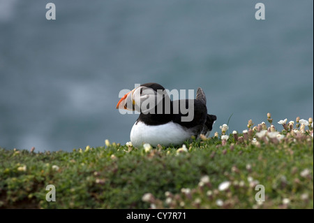 Papageitaucher (Fratercula Arctica) Stockfoto