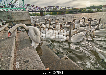 Schwäne füttern am Fluss Vitava in Prag, Tschechische Republik Stockfoto