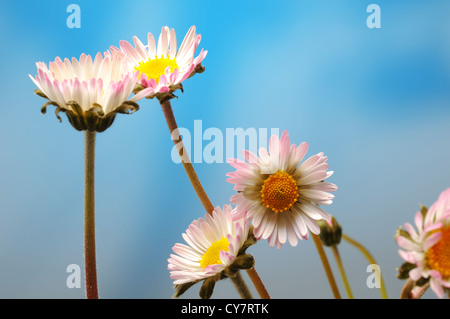 Weiße Margeriten Stockfoto