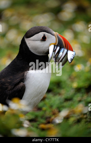 Papageitaucher (Fratercula Arctica) Stockfoto