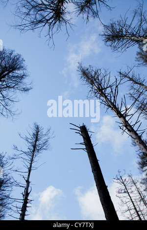 Sterbende Bäume in Harz Region, Deutschland Stockfoto