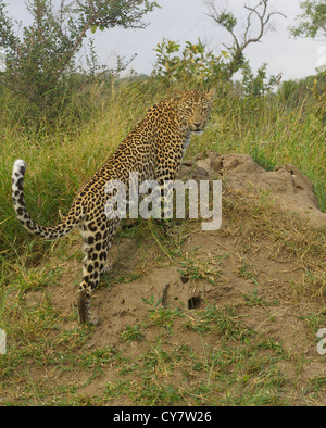 Leoparden der Krüger Park, Südafrika Stockfoto
