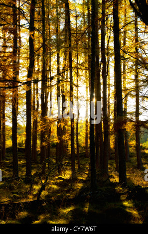 Herbstliche Sonne scheint durch die goldene Bäume in den schottischen highlands Stockfoto