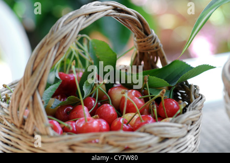 Basket with cherries. Stockfoto