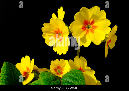 gelbe Blumen Primeln Stockfoto