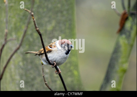 Baum-Spatz (Passer Montanus) Stockfoto