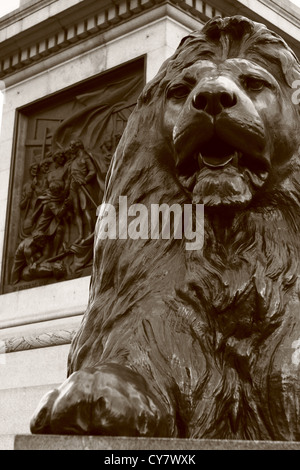 Einer der Löwen-Statuen, die Nelson Säule auf dem Trafalgar Square, mit einem Teil des Nelson Säule im Hintergrund umgeben Stockfoto