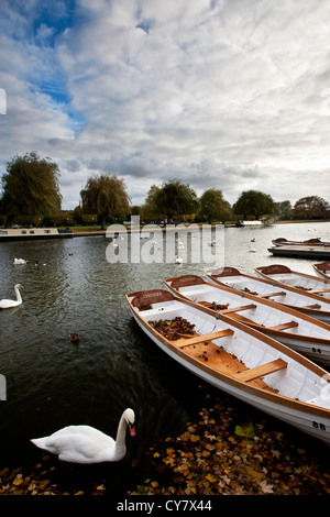 Schwäne unter die Boote auf dem Fluss Avon in Stratford-upon-Avon, dem Geburtsort von Shakespeare. Stockfoto