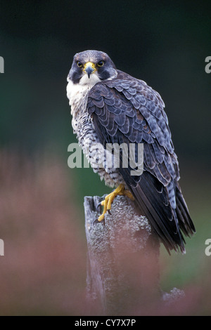 Wanderfalke (Falco Peregrinus) Stockfoto
