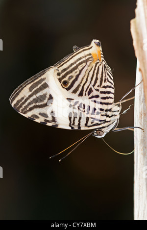 Einen Erwachsenen Dirce Beauty butterfly Stockfoto