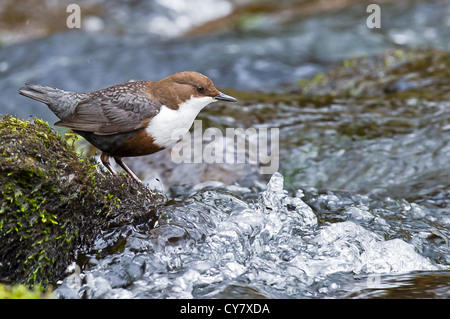 Ein weißes-throated Dipper Vorbereitung auf Futtersuche Stockfoto