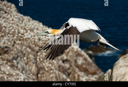 Eine Annäherung an eine Tölpelkolonie Gannet Stockfoto