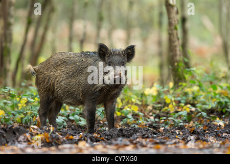 Porträt von einem Wildschwein (Sus Scrofa) im Herbst Holz unter das Unterholz in den Wald des Dekans, Gloucestershire, UK Stockfoto