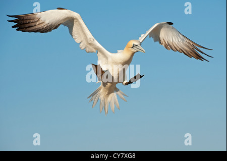 Ein Tölpel nähert sich seinem nest Stockfoto