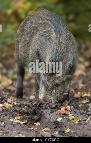 Wildschwein (Sus Scrofa) wühlen für Lebensmittel in einem Herbst Holz in den Wald des Dekans, Gloucestershire, UK Stockfoto