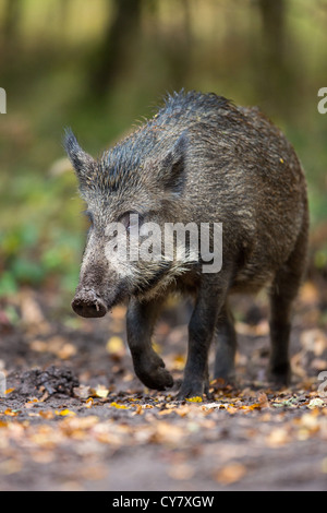 Wildschwein (Sus Scrofa) roaming frei zu Fuß durch einen herbstlichen Wald in Wald des Dekans, Gloucestershire, UK Stockfoto