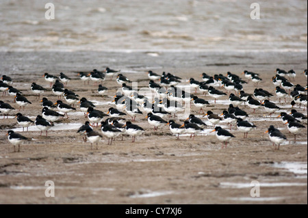 Eurasischen Austernfischer (Haematopus Ostralegus) Stockfoto